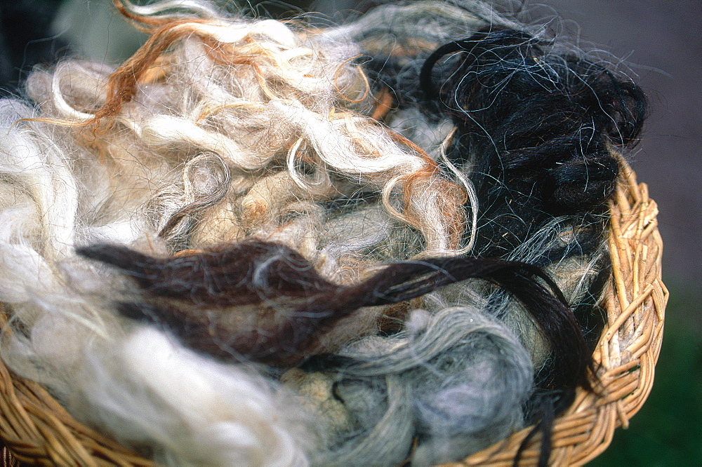 France, Corsica, Raw Corsican Sheep Wool