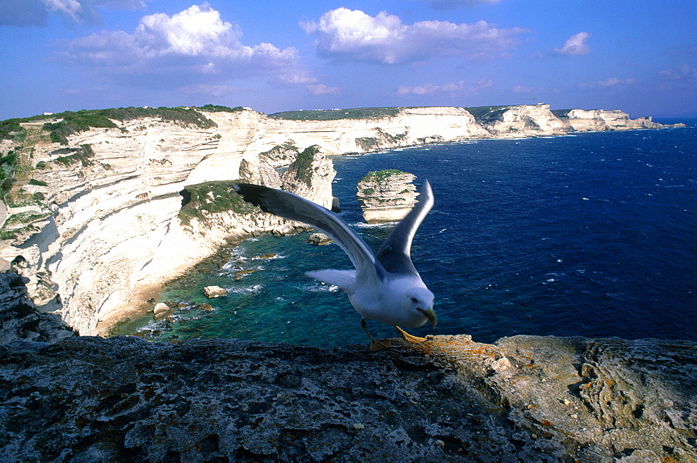 France, Corsica, South, Bonifacio, View On The Cliffs From The Citadel, Sea Gull At Fore