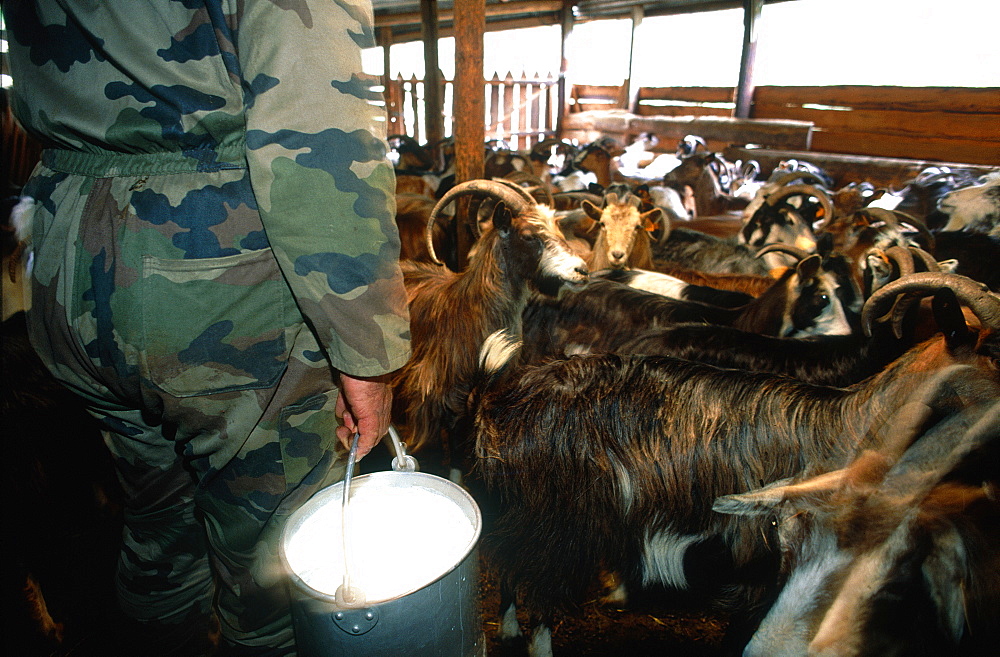 France, Corsica, Corte (Vicinity), Restonicca Valley, Goats Farm, Milking 