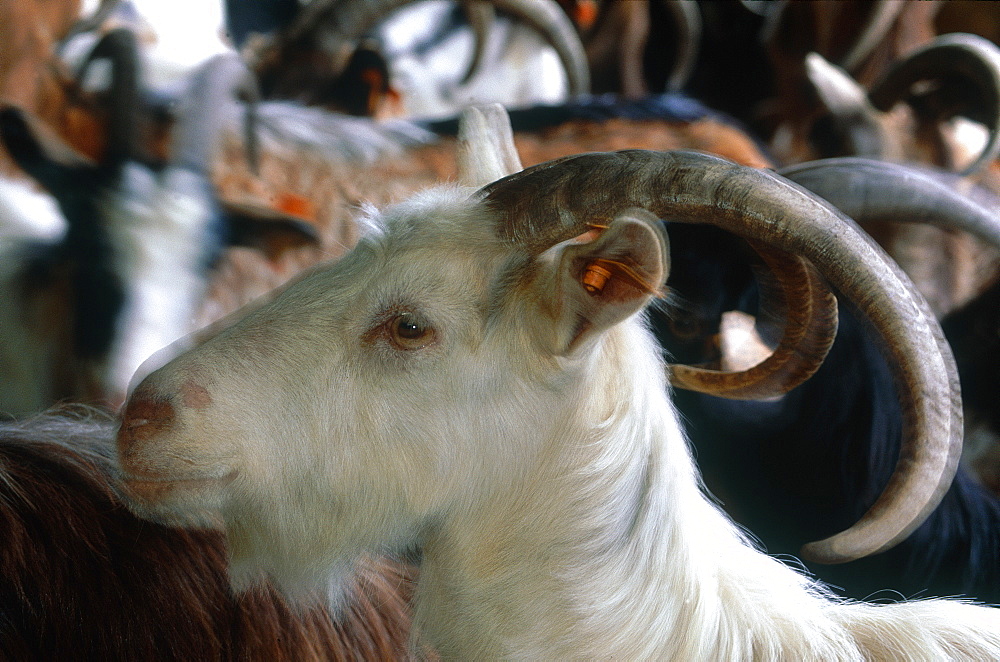 France, Corsica, Restonicca Valley, Portrait Of A Goat