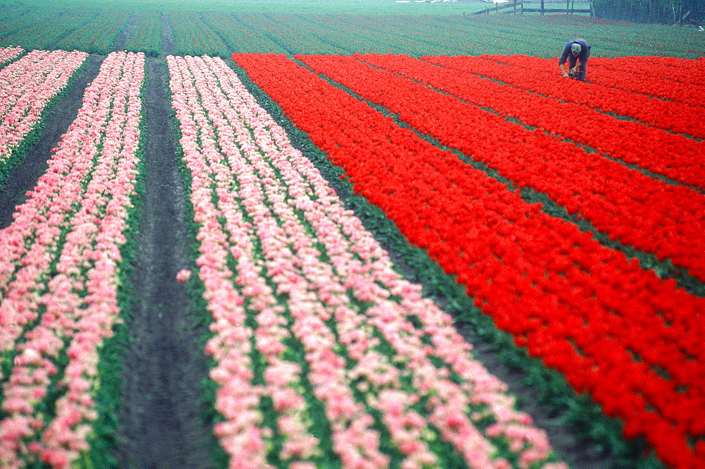 Netherlands, Country, Keukenhof Flowers Fields At Spring ( Tulips) , Man At Work