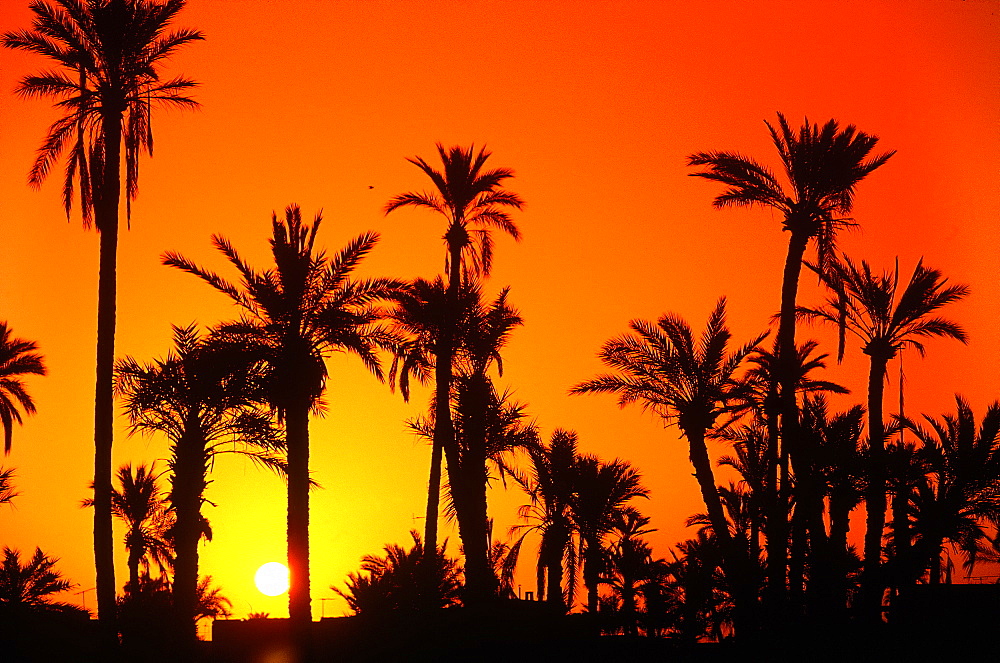 Morocco, Marrakech, The Palm Grove At Sunset