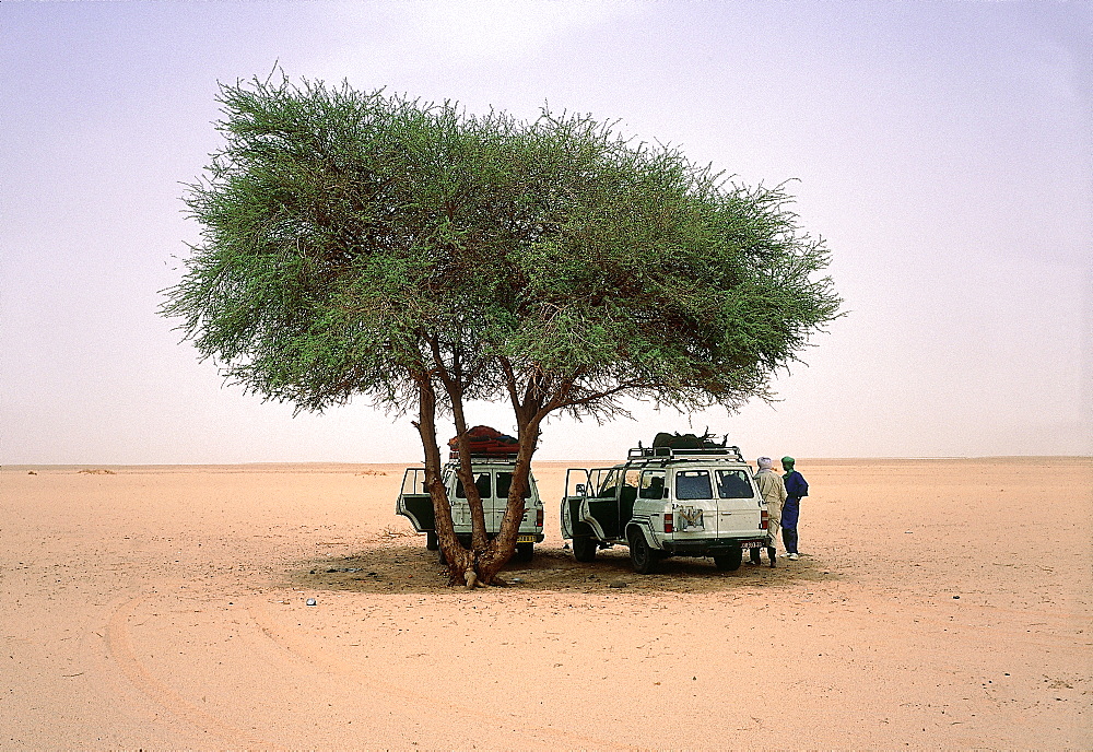 Algeria, Sahara, Tassili M'ajjer, Making A Halt Under A Lonesome Tree 