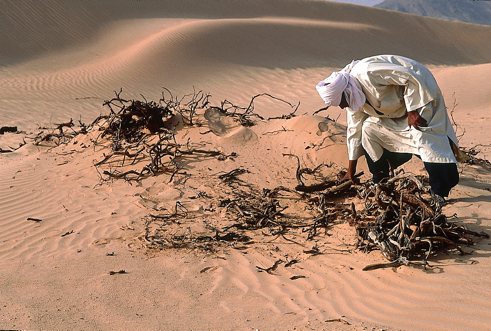 Algeria, Sahara, Tassili M'ajjer, Tuareg Gathering Dried Wood And Roots To Make Fire  