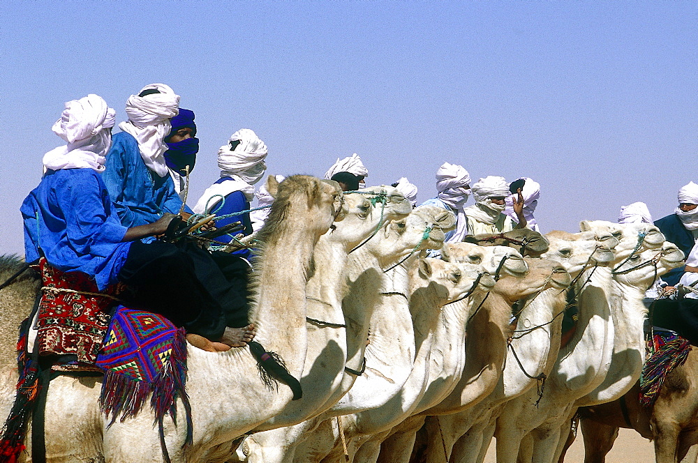 Algeria, Sahara, Tassili M'ajjer, Oasis Of Djanet, Tuaregs Competing In A Camels Race 