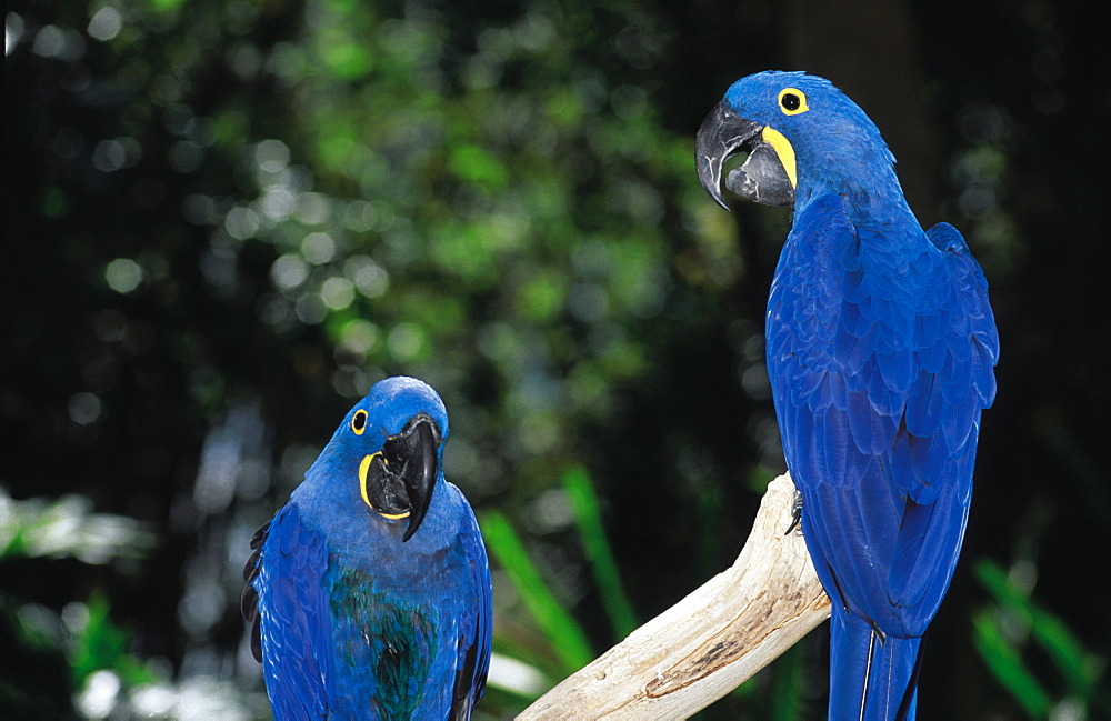 Brazil, Recife.Two Blue Amazonian Parrots