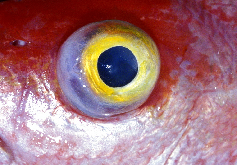 Caribbean, West Indies, Barbados, St Peter Parish, Fishermen Village Of Six Men's Bay, Red Snapper Eye 