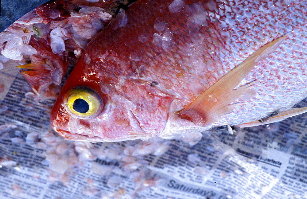 Caribbean, West Indies, Barbados, St Peter Parish, Fishermen Village Of Six Men's Bay, Red Snapper For Sale