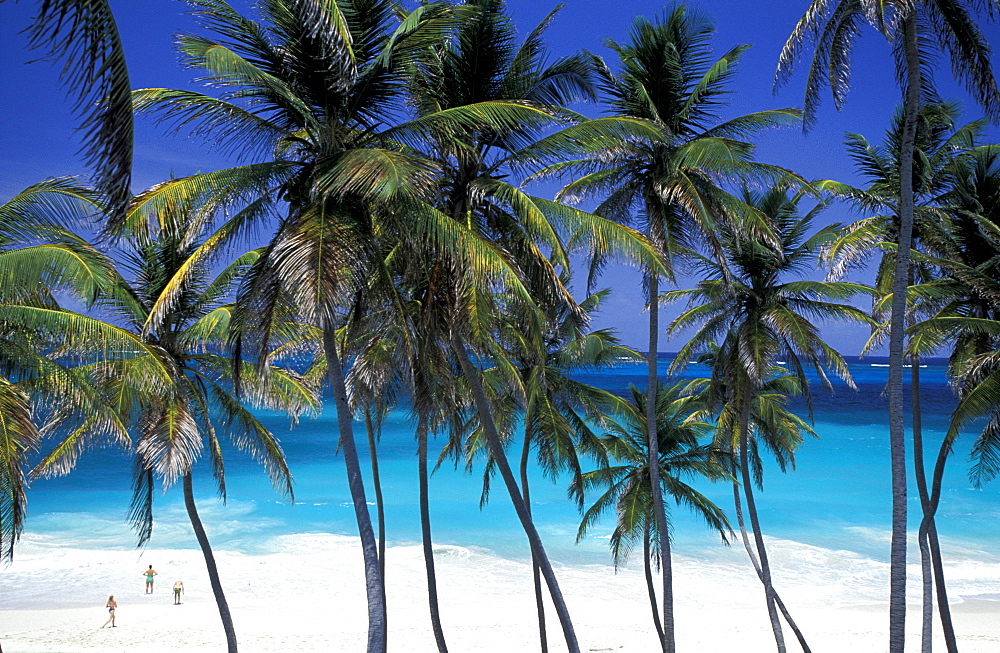 Caribbean, West Indies, Barbados, East Coast, Bottom Bay Beach