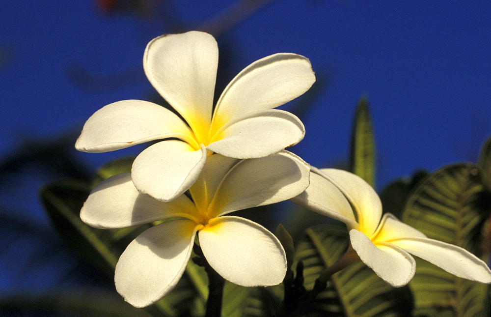 Caribbean, West Indies, Barbados, Flowers