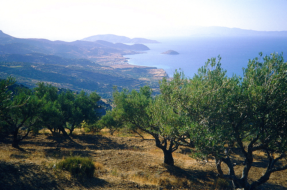 Greece, Crete, Elevated View On The Shore Line Near Hagios Nikolaos, Olive Trees At Fore