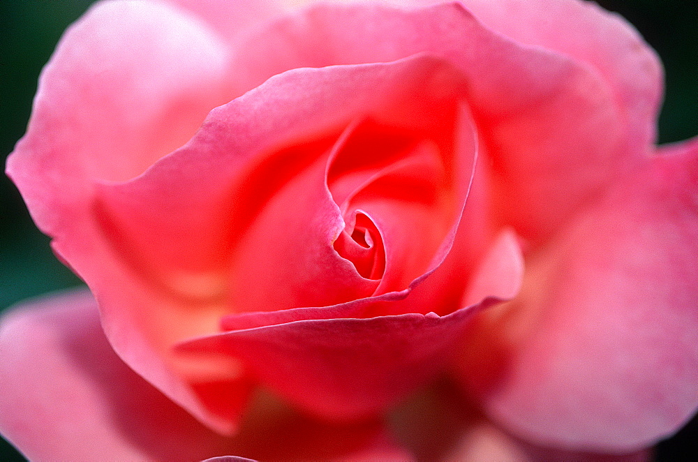 France, To Uraine Val-De-Loire, In Dre-Et-Loire, Saint-Cosme, The Prieure Roses Garden Where French Renaissance Poet Pierre Ronsard Is Buried, Close Up Of A Rose