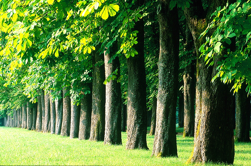 France, To Uraine Val-De-Loire, In Dre-Et-Loire, To Wn Of Richelieu Built By Cardinal Richelieu In 17th Century, The Richelieu Castle Park, Rows Of Trees