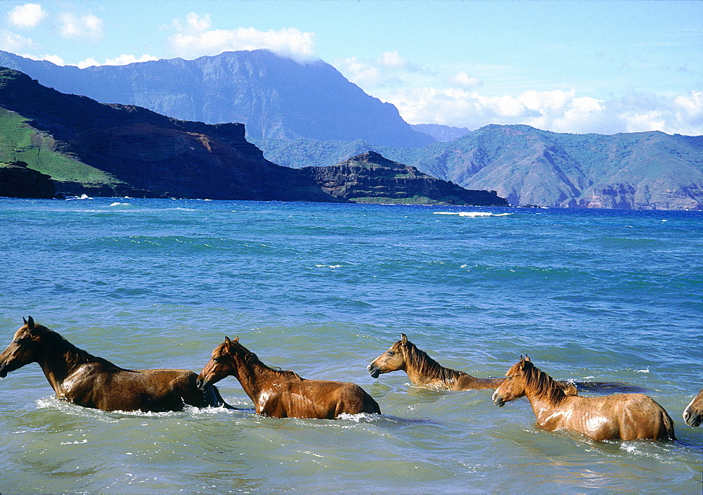 French Polynesia, Marquesas Archipelago, Ua-Uka Island, Half Wild Horses Bathing In The Sea