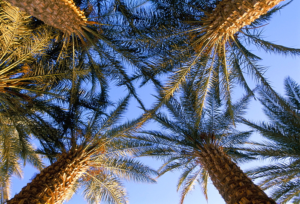 Date palms, Gilat, Israel, Middle East