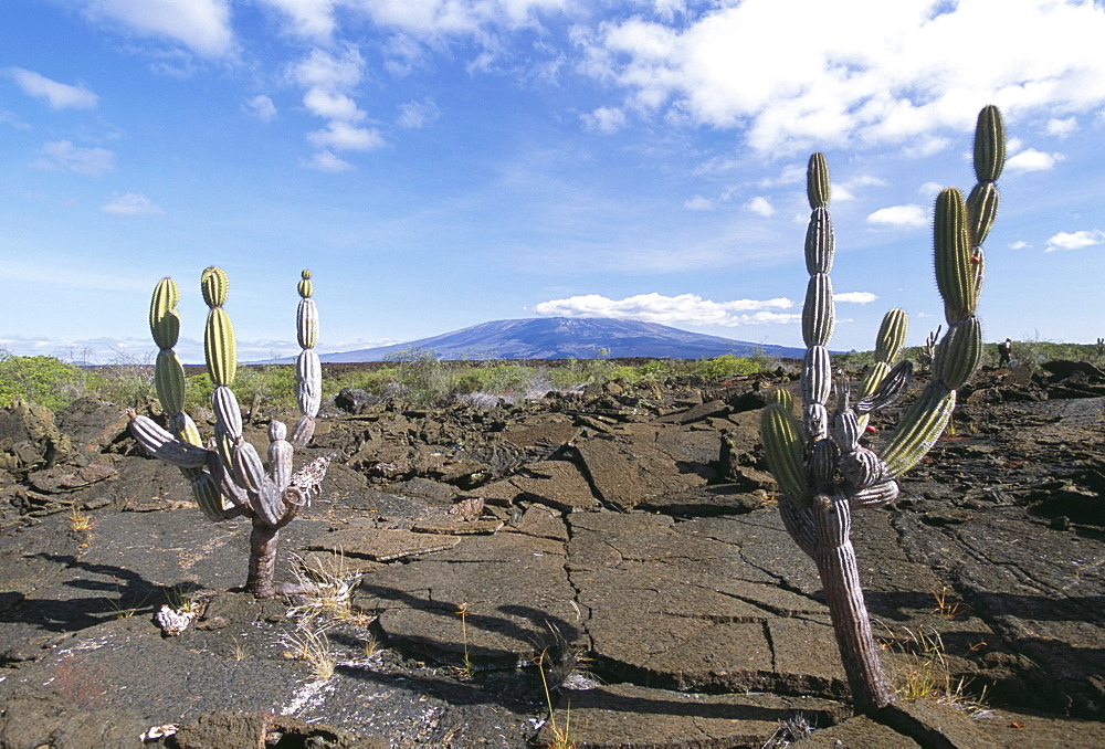 Punta Moreno, Isabella Island, Galapagos, UNESCO World Heritage Site, Ecuador, South America