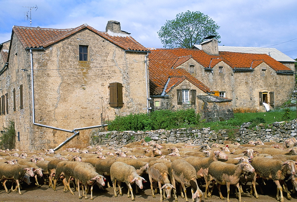 Flock of sheep, Causse Noir, Roquefort region, Aveyron, France, Europe