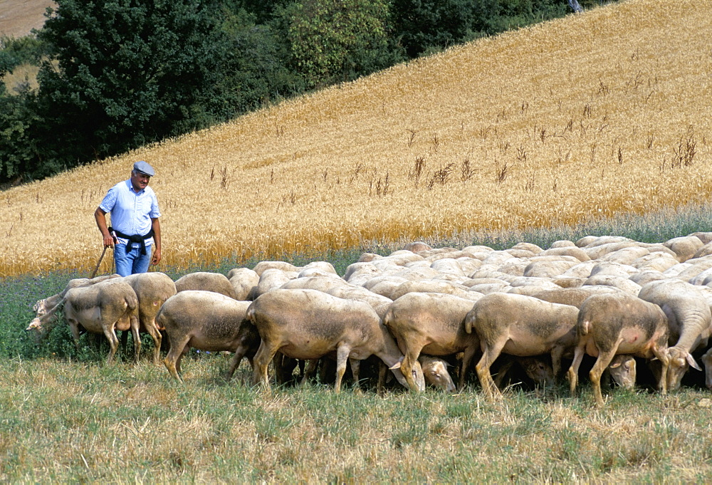 Monsieur Fortes and his ewes, Aveyron, France, Europe