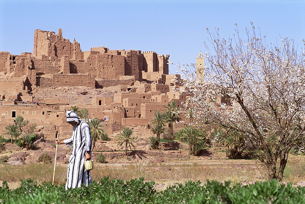 Farmer in field, Kasbah of Tifoultout (Tifoultoute), Morocco, North Africa, Africa