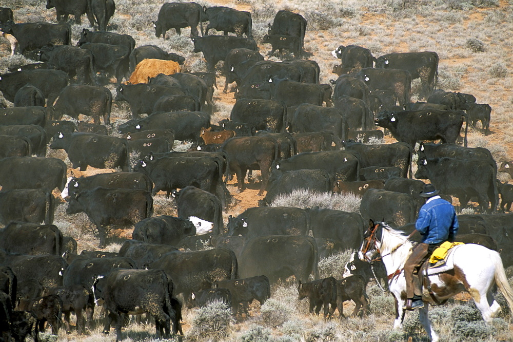 Aerial view of cattle drive, Wyoming, United States of America, North America