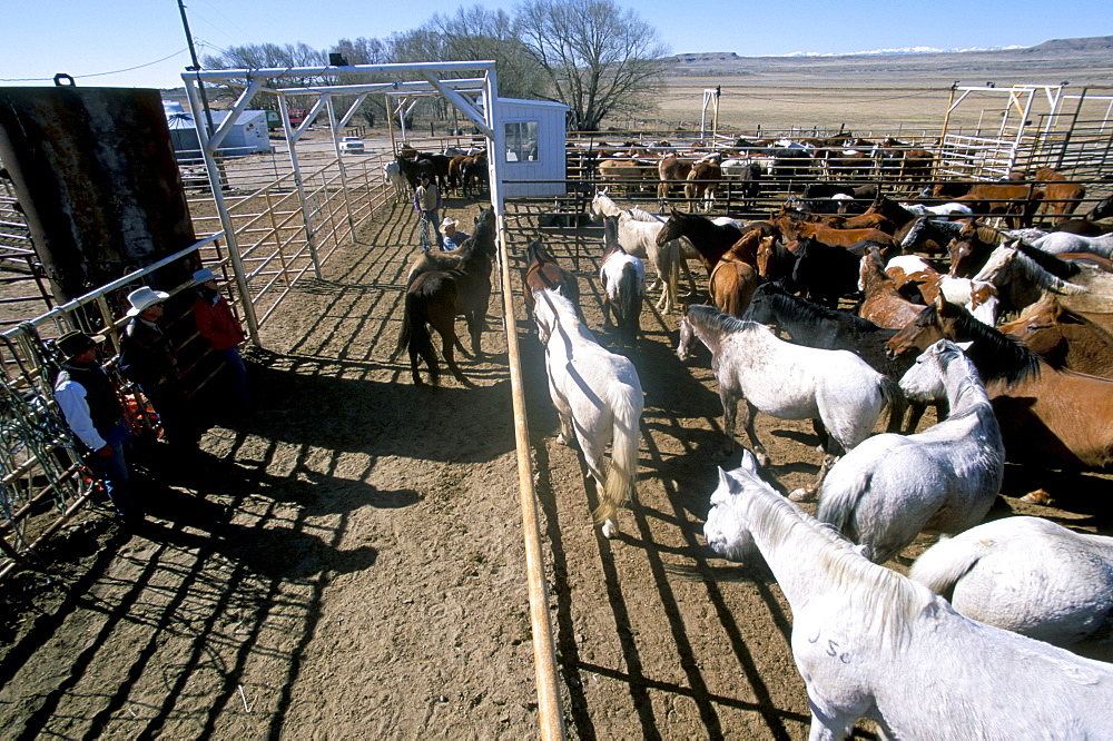 Horses at Mantles' ranch, Wyoming, United States of America, North America