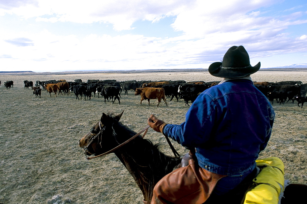 Cattle drive, Flitner Ranch, Wyoming, United States of America, North America