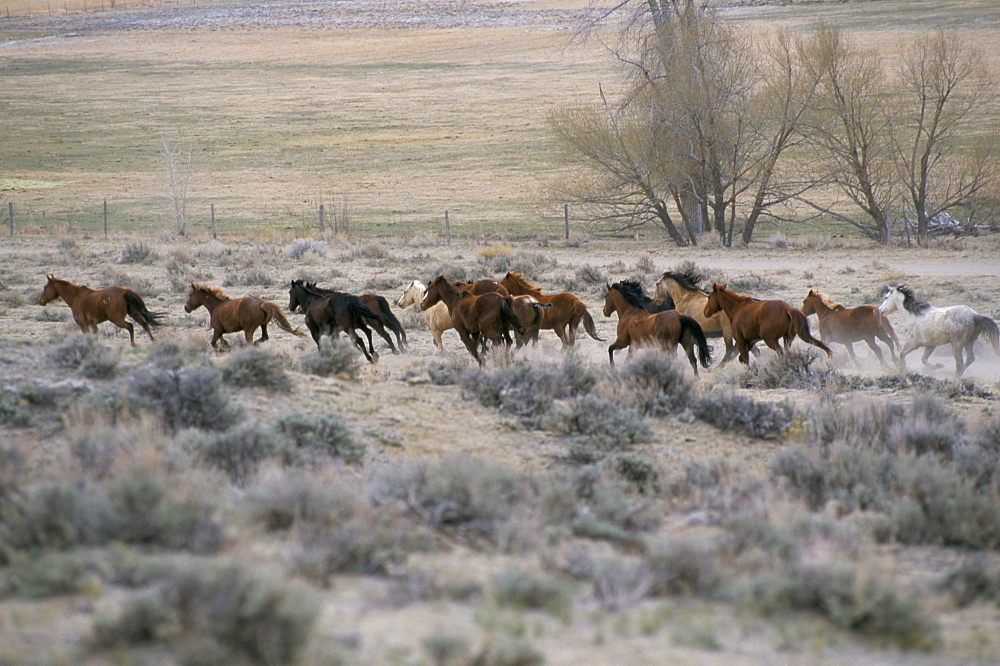 Horses, Mantles' Ranch, Wyoming, United States of America, North America