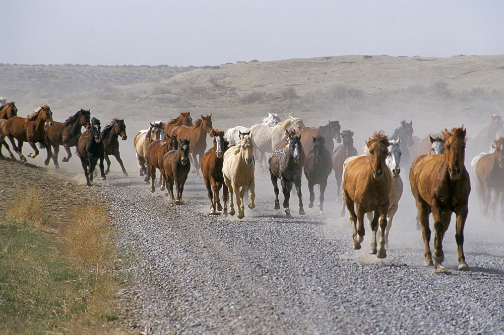 Horses, Mantles' Ranch, Wyoming, United States of America, North America