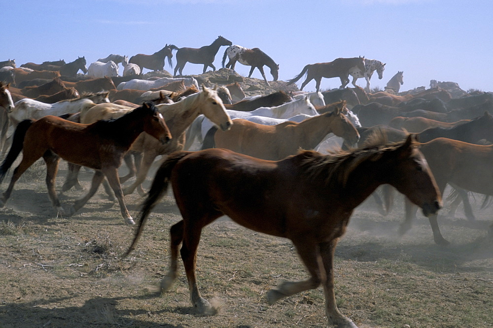 Horses, Mantles' Ranch, Wyoming, United States of America, North America