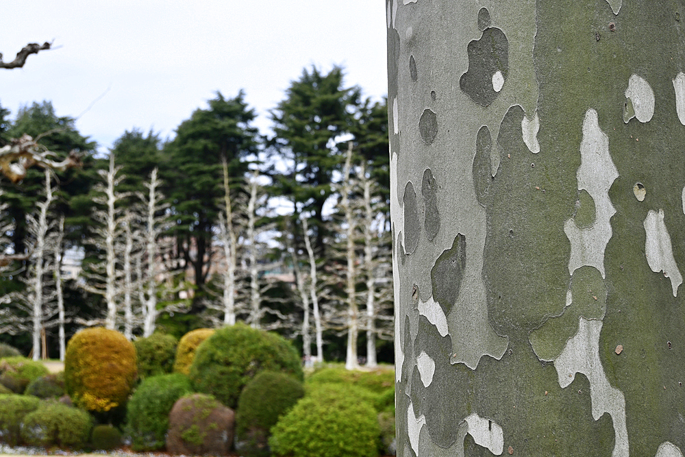 Tree bark and bushes in Shinjuku Gyoen National Garden