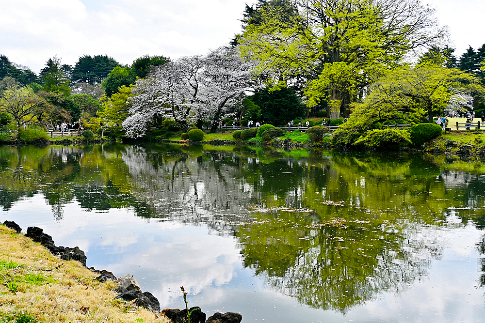 Lake and reflections in Shinjuku Gyoen National Garden, Japan