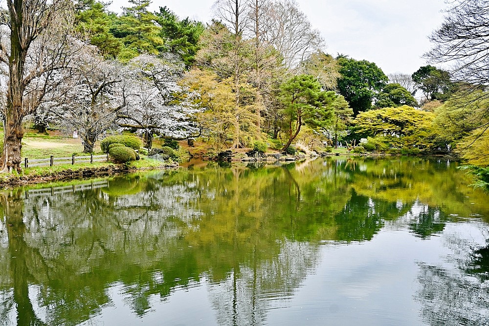 Blossom and trees reflected in lake in Shinjuku Gyoen National Gardens