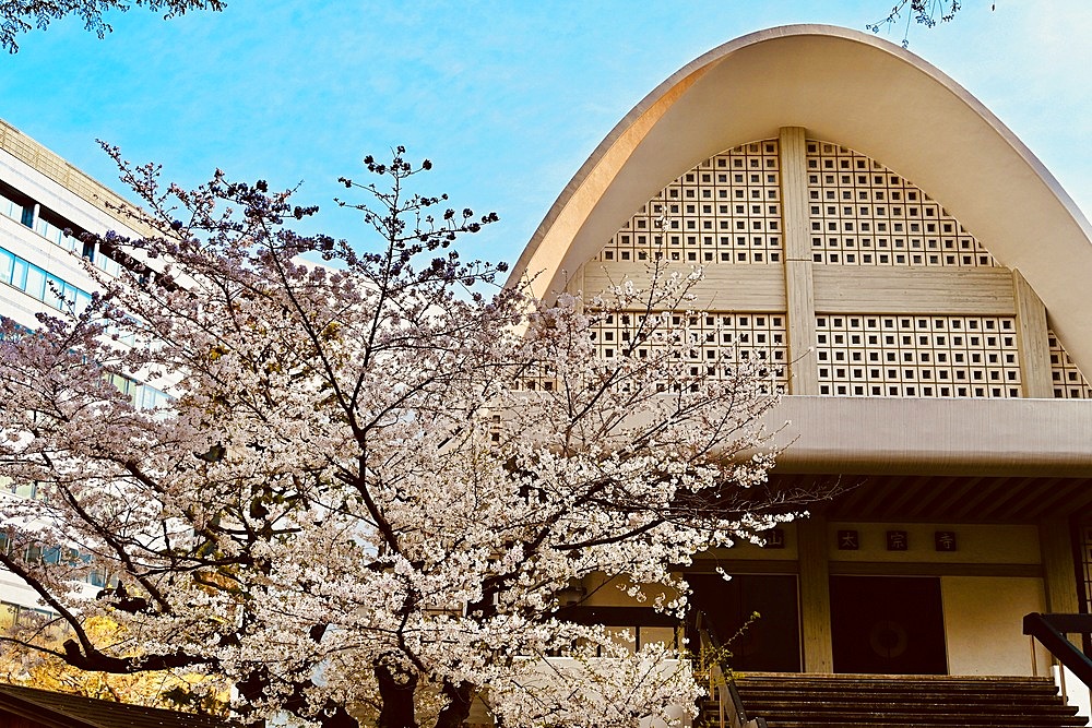 White blossom and Taisō-ji in Shinjuku