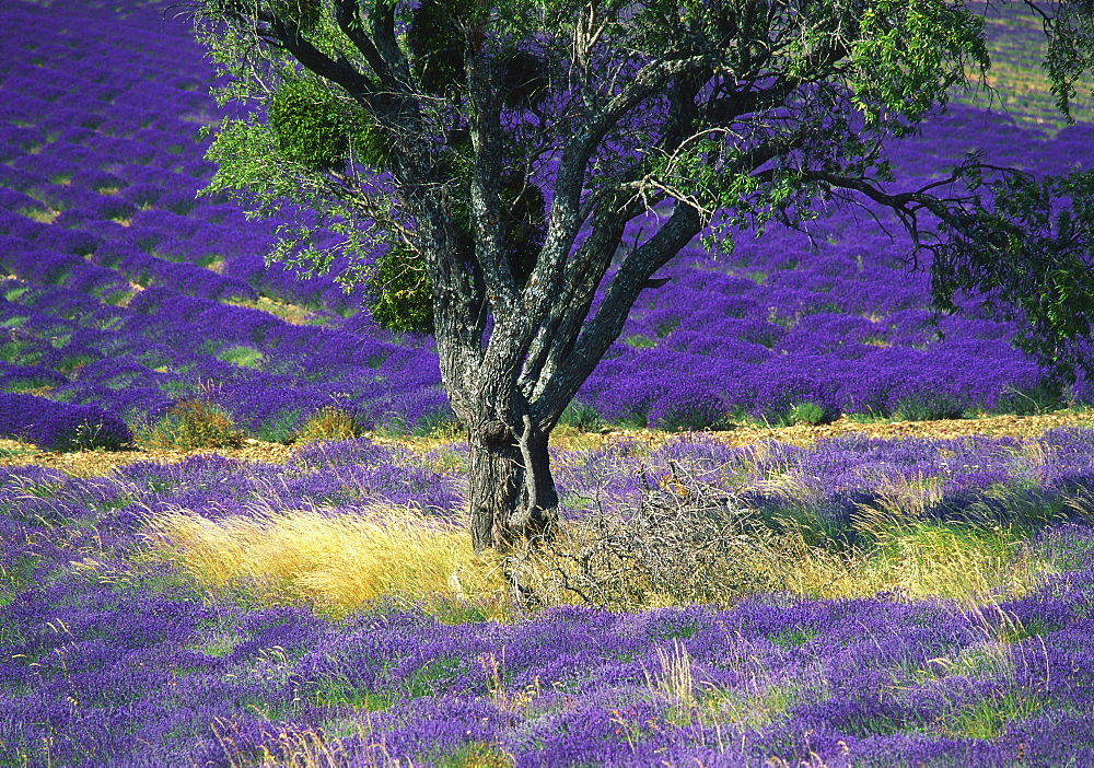 Lavender Field, Vaucluse, Sault, Provence-Alpes-Cote d'Azur, France