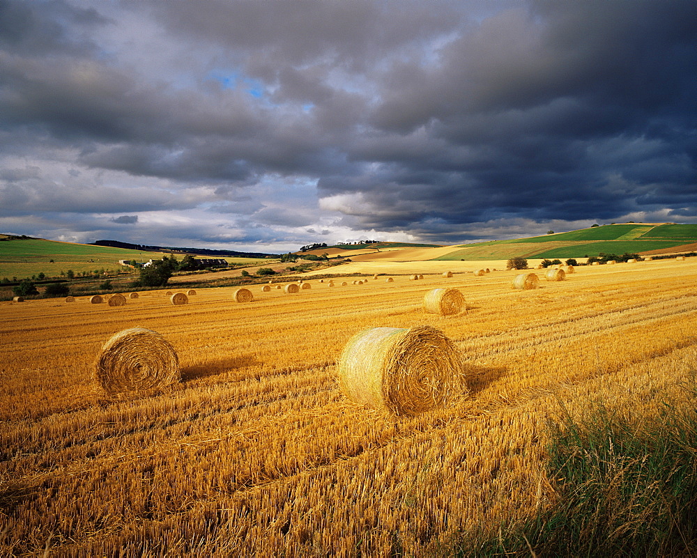 Hay bales, near Avoch, Black Isle, Highlands, Scotland, United Kingdom, Europe