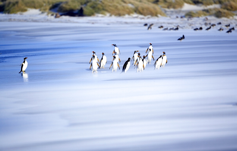 Gentoo penguins (Pygocelis papua papua) on the beach, Sea Lion Island, Falkland Islands, South Atlantic, South America