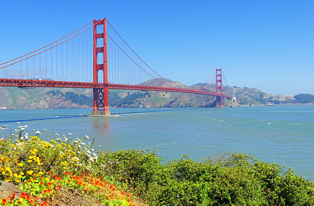 Golden Gate Bridge with flowers on hillside in foreground, San Francisco, California, United States of America, North America