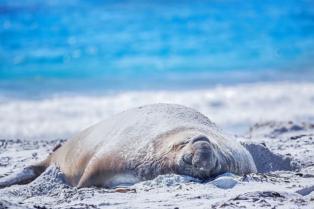 Southern elephant seal (Mirounga leonina) male resting on a sandy beach, Sea Lion Island, Falkland Islands, South America