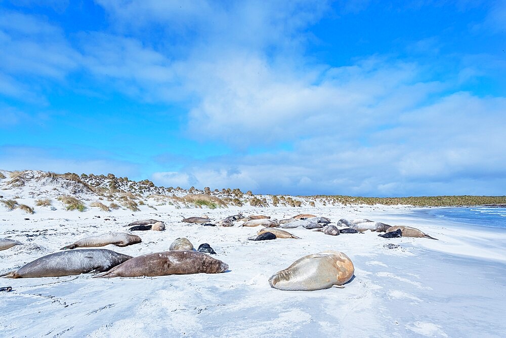 Southern elephant seals (Mirounga leonina) on sandy beach, Sea Lion Island, Falkland Islands, South America