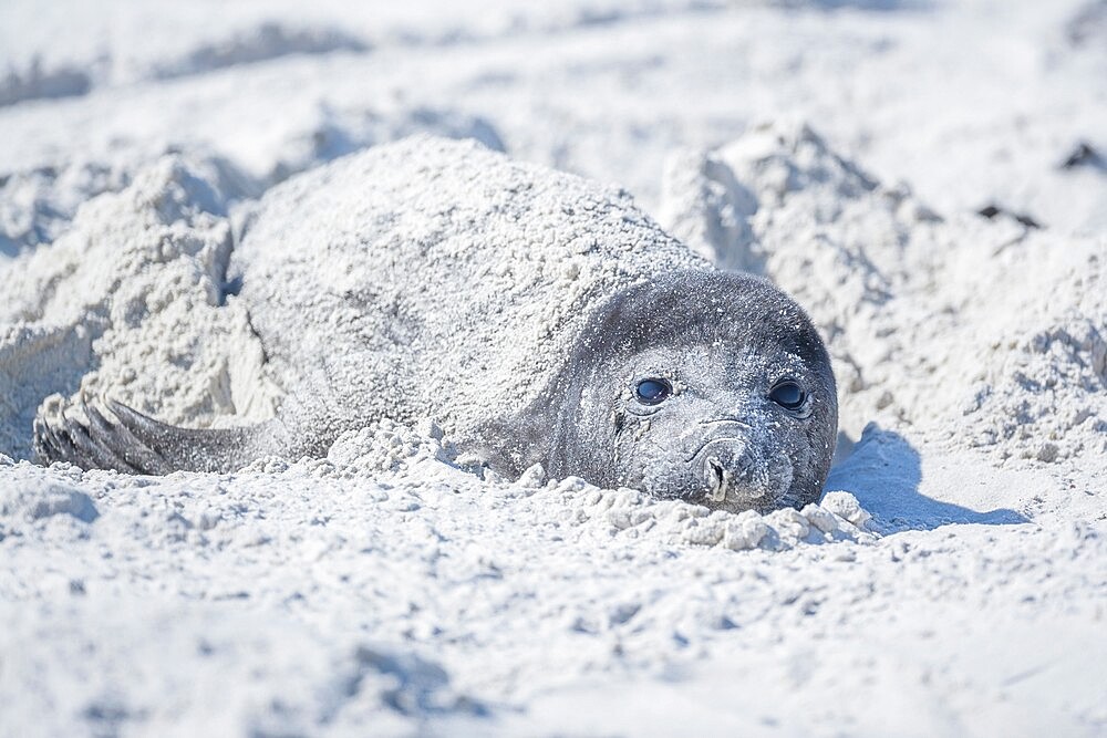 Southern elephant seal (Mirounga leonina) pup hiding in the sand, Sea Lion Island, Falkland Islands, South America