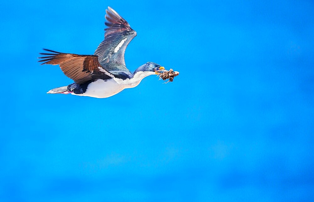 Imperial shag (Leucocarbo atriceps) in flight carrying nesting material, Sea Lion Island, Falkland Islands, South America