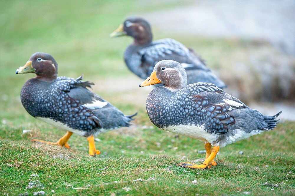 Steamer ducks, (Tachyeres brachypterus), Sea Lion Island, Falkland Islands, South America