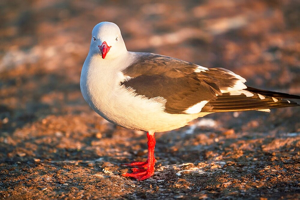 Dolphin Gull (Larus scoresbii), Sea Lion Island, Falkland Islands, South America