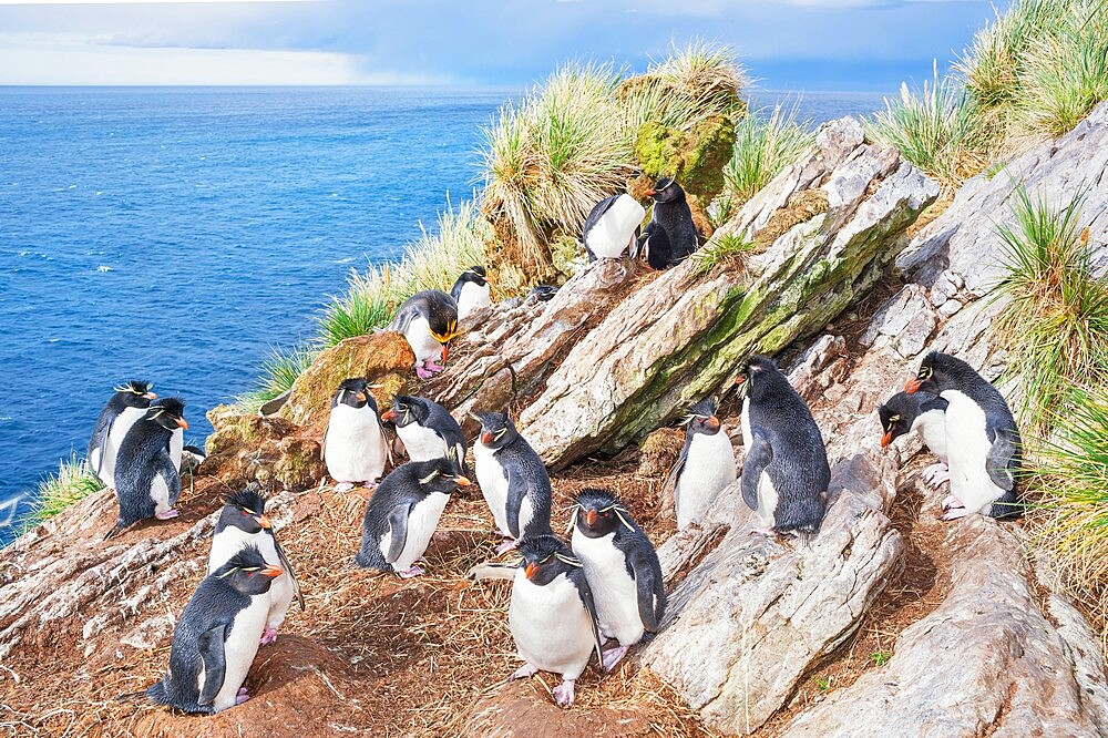 Group of rockhopper penguins (Eudyptes chrysocome chrysocome) on a rocky islet, East Falkland, Falkland Islands, South America