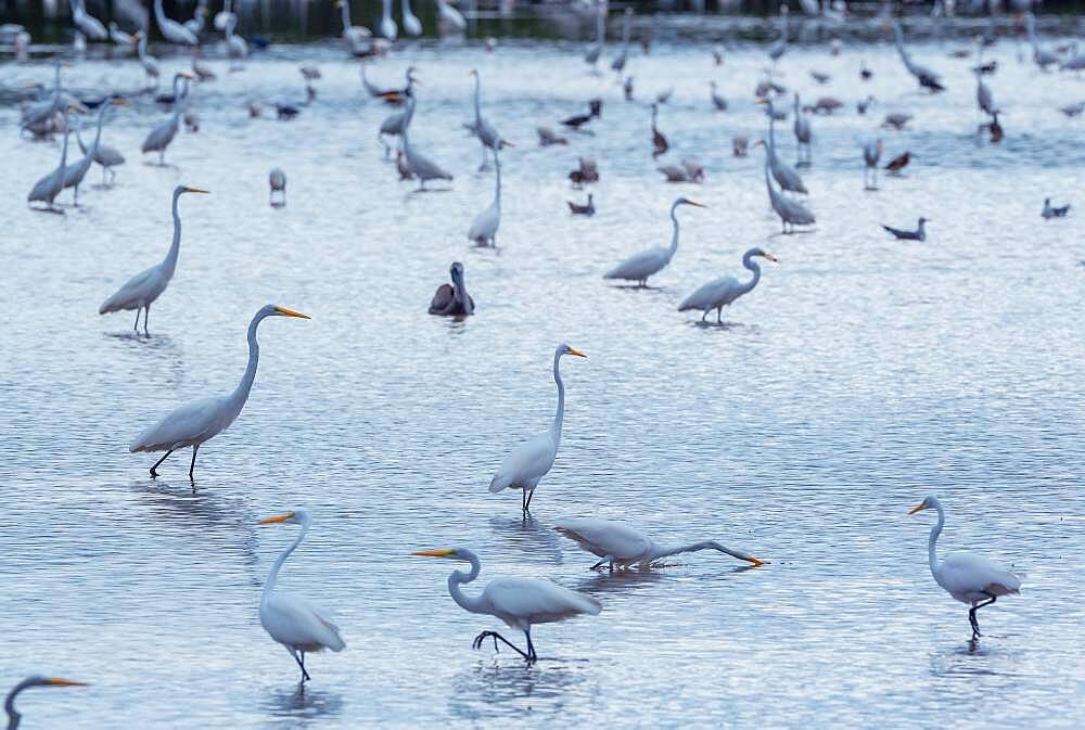 Group of Great white egrets (Ardea alba) looking for food in a pond, Sanibel Island, J.N. Ding Darling National Wildlife Refuge, Florida, United States of America, North America