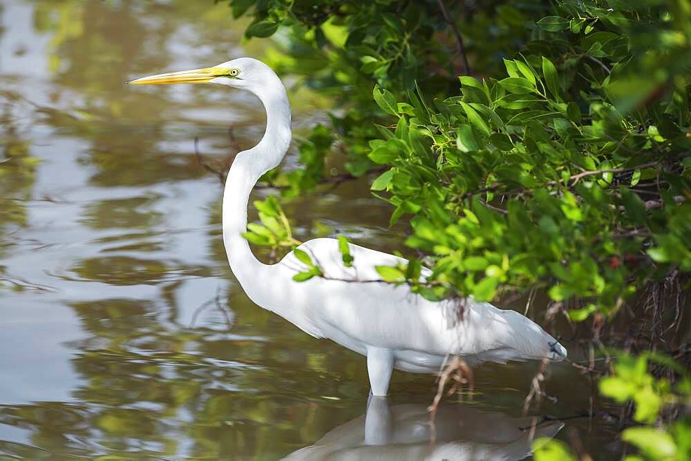 Great white egret (Ardea alba) looking for food, Sanibel Island, J.N. Ding Darling National Wildlife Refuge, Florida, United States of America, North America