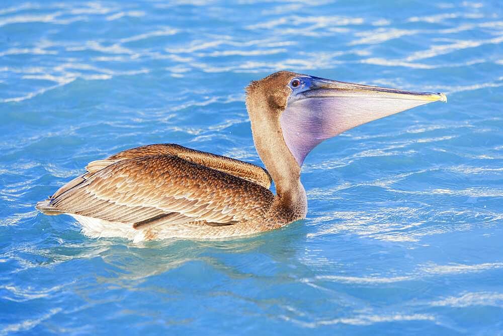 Brown pelican (Pelecanus occidentalis) fishing, Key West, Florida, United States of America, North America