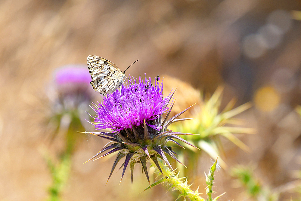 A Balkan marbled white (Melanargia larissa) butterfly on flower, Serifos Island, Cyclades, Greek Islands, Greece, Europe