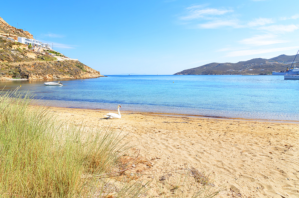 Mute swan resting on Livadi beach, Serifos Island, Cyclades, Greek Islands, Greece, Europe