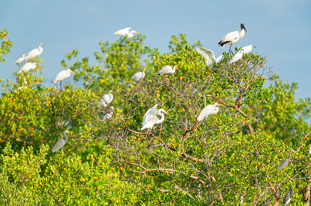 Group of Great white egrets (Ardea alba) and Wood Stork (Mycteria Americana) perching on tree; Sanibel Island; J.N. Ding Darling National Wildlife Refuge; Florida; USA